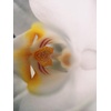 image:imageMoment 10x Macro Lens  TSeries amp MSeries Mobile Lens for iPhone Pixel amp Galaxy  Capture Extreme CloseUps IIII