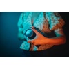 image:imageMoment Cinebloom Diffusion Filter 5 37mm62mm